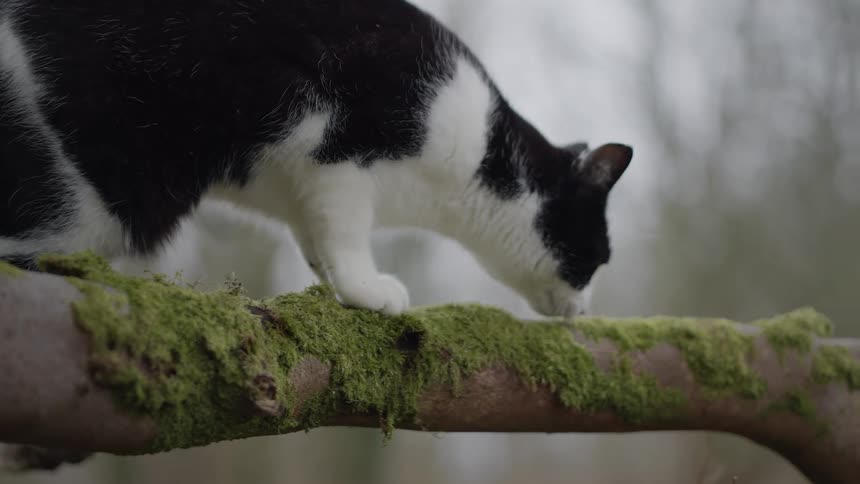 A black and white cat climbing a tree branch