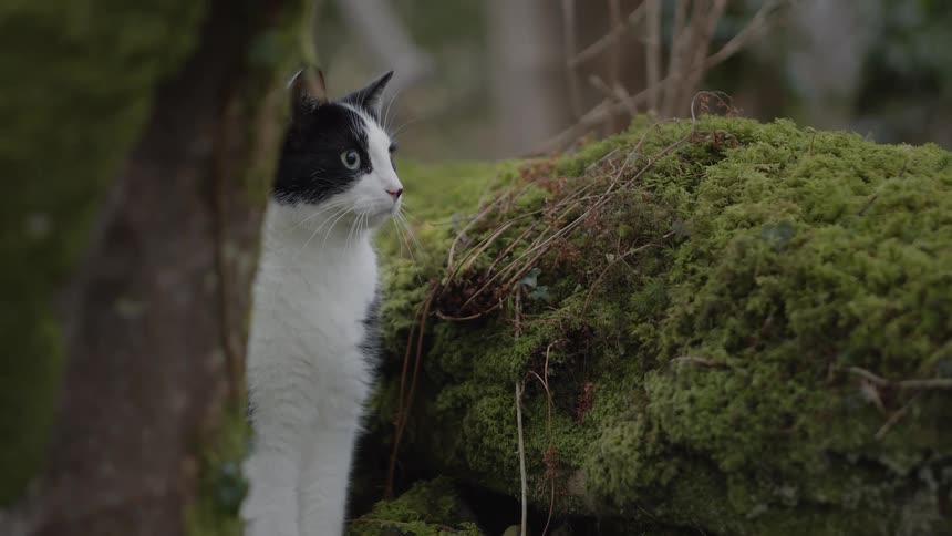 A black and white cat peeks out from behind a tree in a mossy forest looking around before briefly staring forward