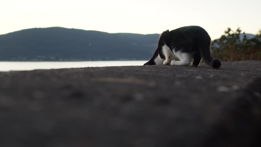 Black and white cat sitting on an elevated surface with lake and mountains in the background