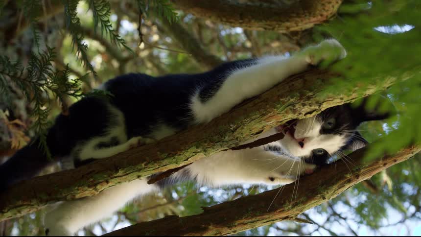 A black and white tuxedo cat is seen expertly climbing and balancing on the thick textured branches of a coniferous treethe cat pauses to playfully scratch and bite at a branch its bright eyes focused and its claws extended for grip
