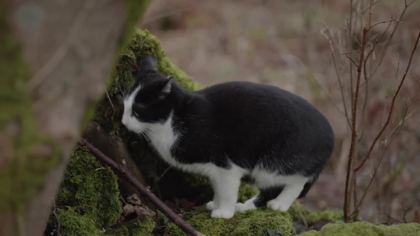 A black and white cat jumps onto mossy rocks beside a tree trunk looks around and sniffs the area