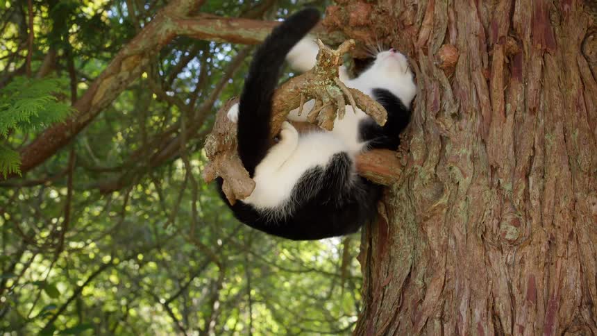 Cat playing in a tree on a branch