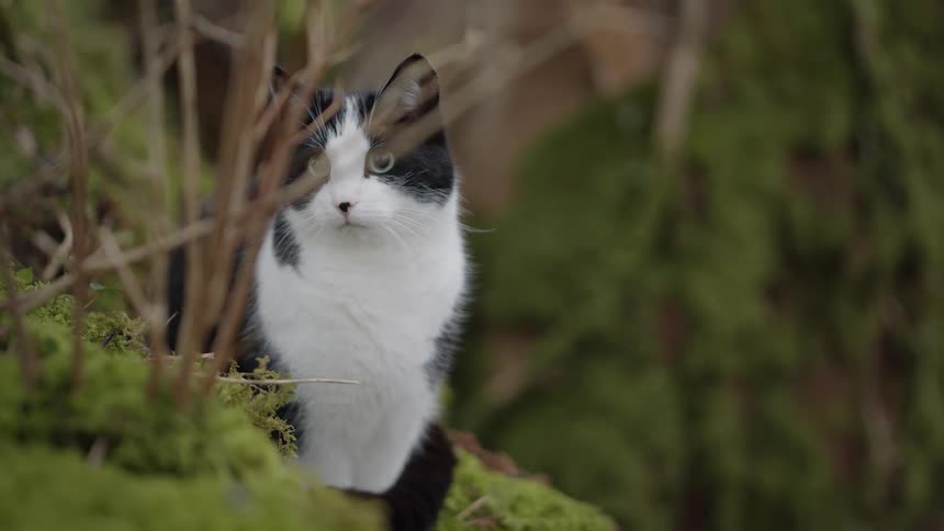A blackandwhite cat sits alert on a mossy ledge gazing into the forest with quiet curiosity