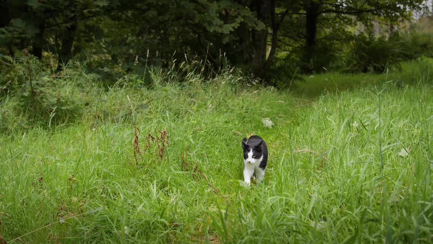 Black and white cat jumps through dense grass in forest clearing