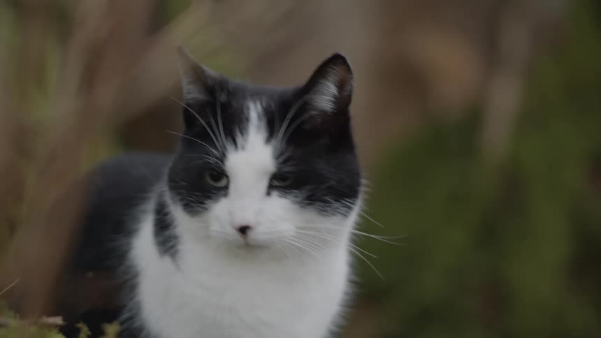 Black and white cat sitting outdoors with gaze turned to the side