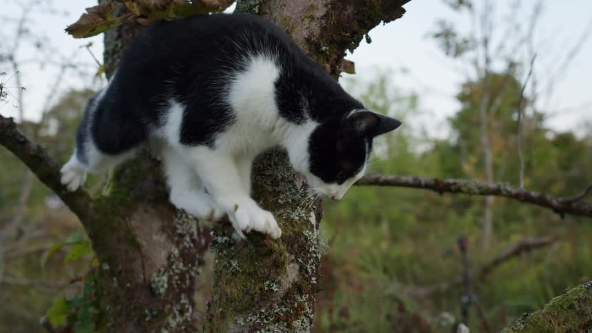 A black and white cat explores a mossy tree and then skillfully climbs onto a branch
