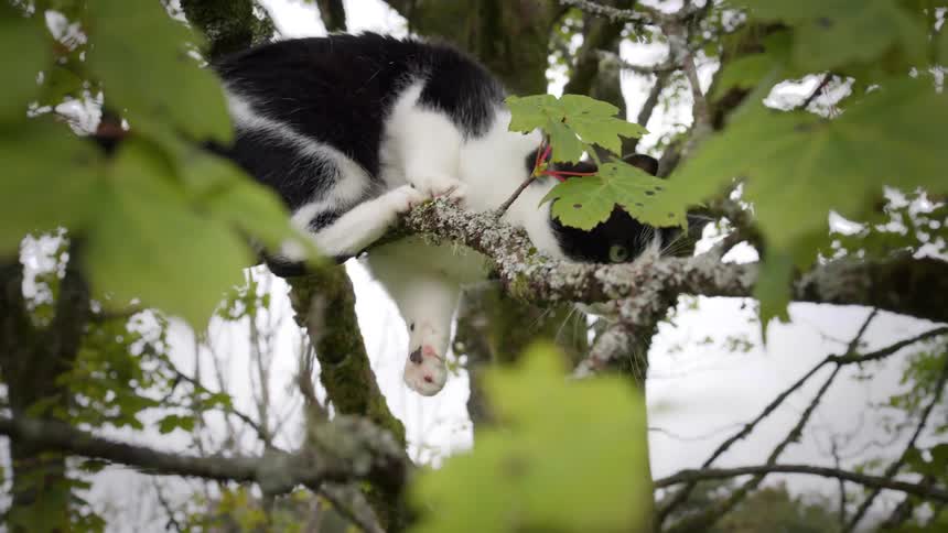 Cat climbing in a tree branch moving around as the branch bends the cat walks on a stronger branch