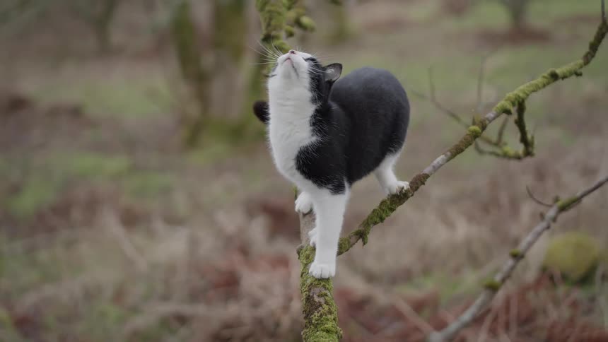 Cat balances on a mossy branch before jumping up to grab branch but misses and falls down