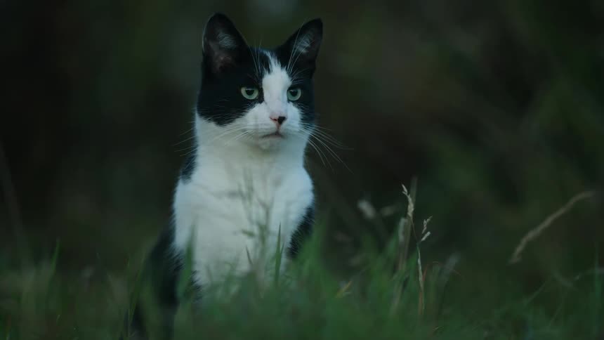 Black and white cat sitting in tall grass gazing calmly toward the horizon