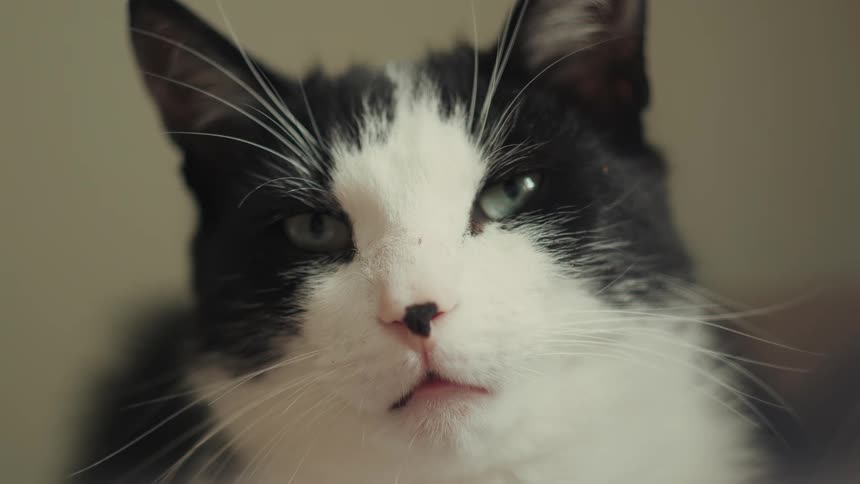 A close view shows the face of a black and white cat with green eyes and a small black spot on its nose as it looks around indoors
