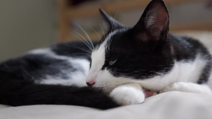A black and white tuxedo cat rests its head on a white paw while lying on a light bed