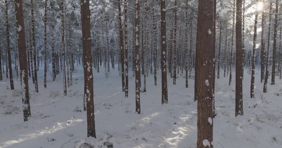 Sunlight shines through trees in a snow covered forest