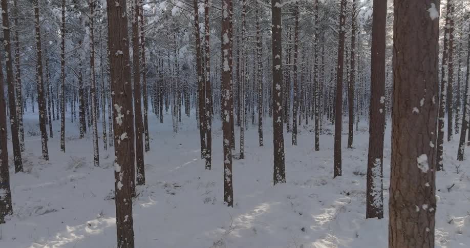 Forest covered in snow reflecting the sun