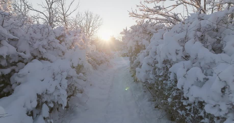 Snowy path flanked by snowladen trees bathed in soft light from the low sun