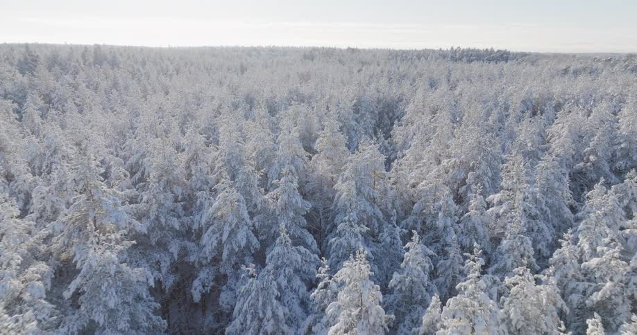 Panorama of a forest covered in snow