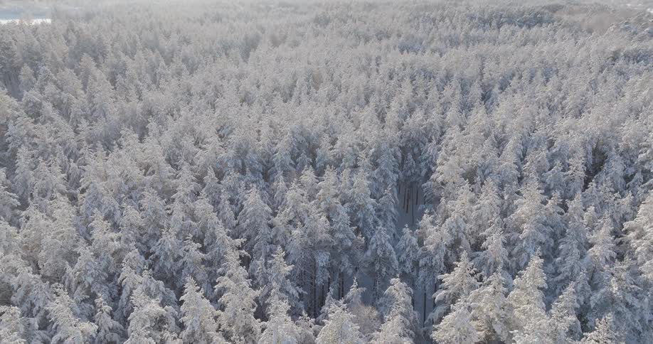 Coniferous forest covered in snow