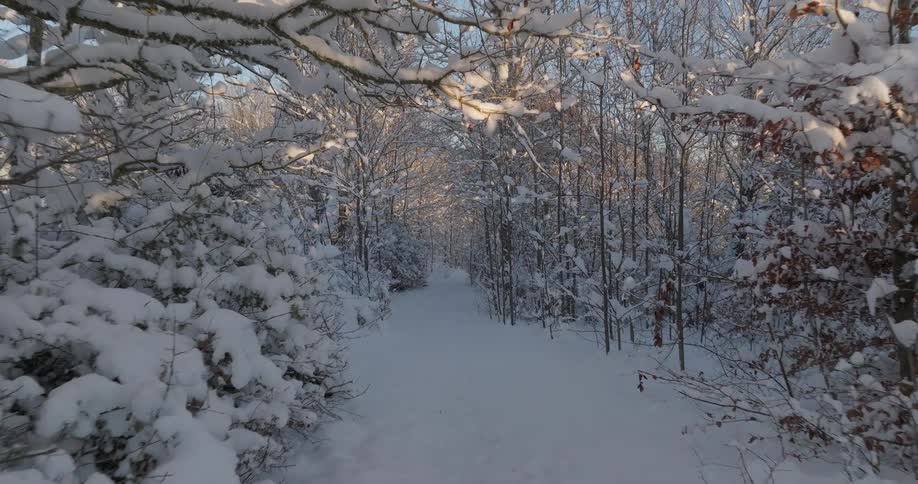 A camera moves steadily down a narrow snowcovered path deep within a quiet winter forest the surrounding trees and branches are heavily weighed down by fresh powdery snow illuminated by the soft glow of the low winter sun