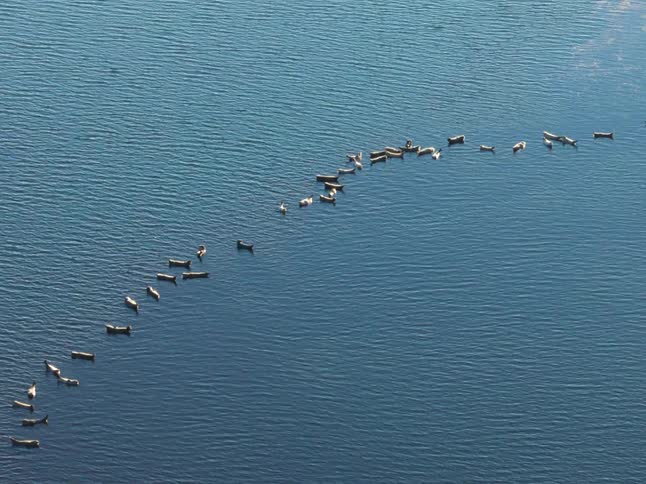 Group of marine animals aligned on the ocean surface forming a curved pattern