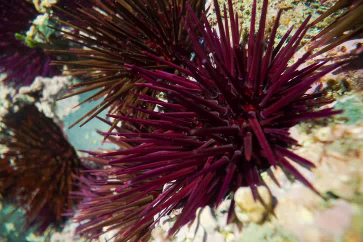 A close view shows dark purple sea urchins with long sharp spines attached to a rocky reef underwater in clear sunlight