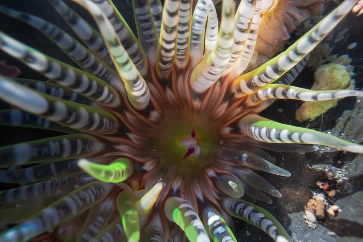 Sea anemone viewed from above with striped tentacles arranged radially on a rocky substrate