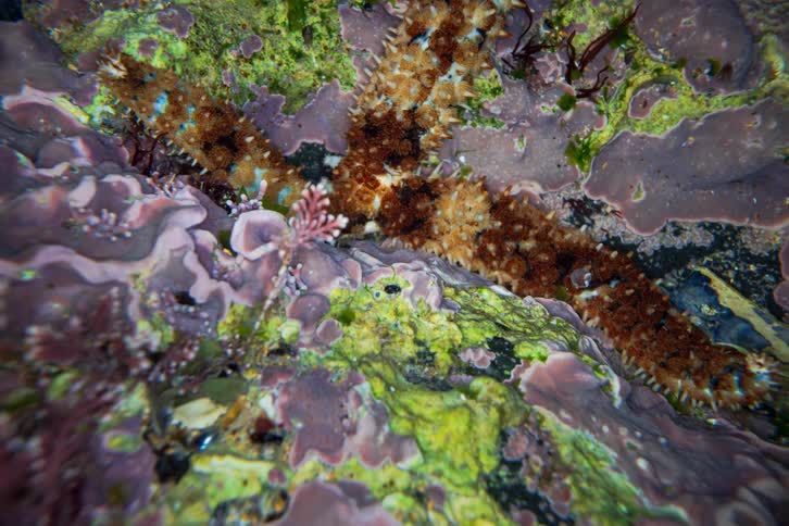 A sea urchin crawling