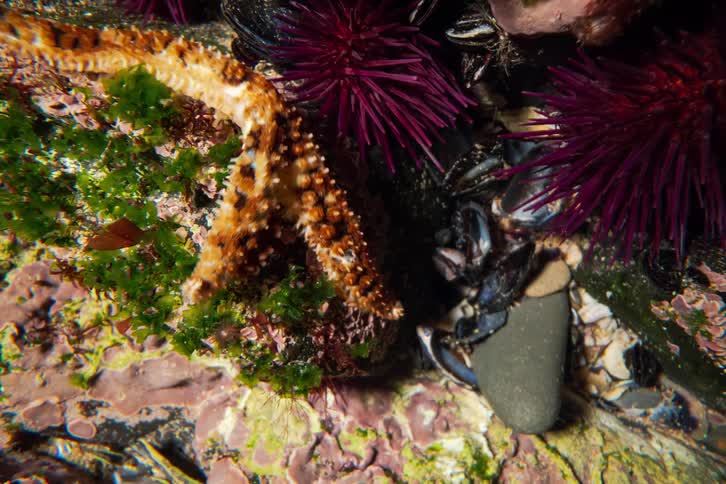 An ochre sea star swimming over the coral reef floor underwater
