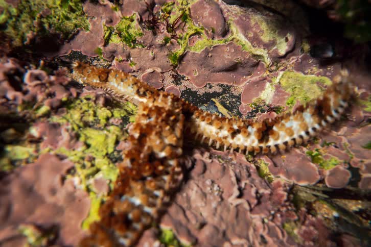 A starfish moving around the coral reef on the ocean floor