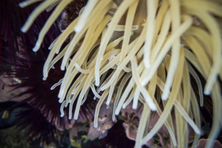 Sea anemone with elongated translucent tentacles attached to a submerged rocky substrate