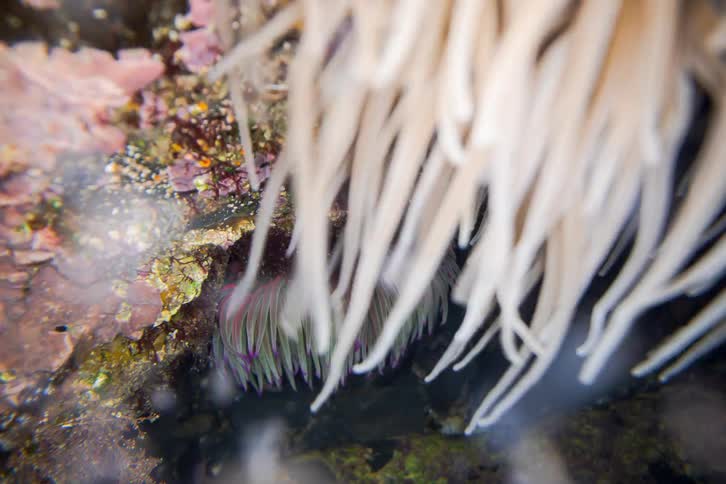 Pale sea anemones sways gently underwater its long translucent tentacles flowing over a rocky reef dotted with colorful marine life