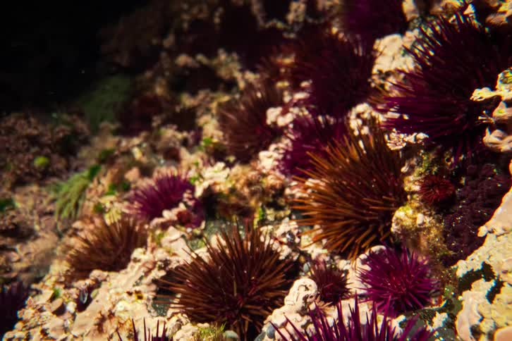 Purple sea urchins attached to submerged rocks in a shallow marine environment