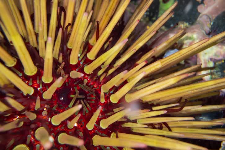 An extreme closeup focuses on the sharp multicolored spines of a sea urchin underwater