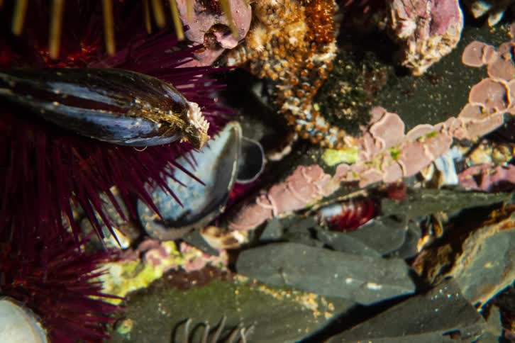 Sea urchins mussels and a starfish are clustered together among the rocks in a vibrant tide pool