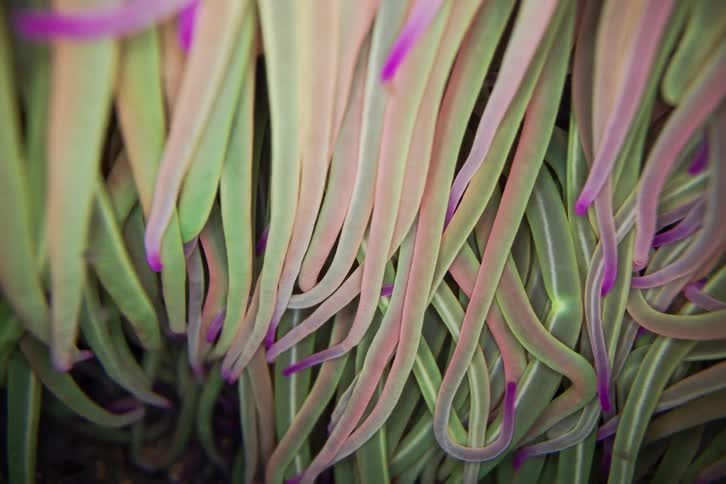 The purpletipped tentacles of a sea anemone sway gently underwater