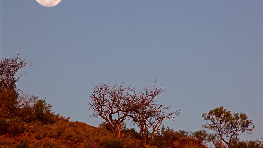 A large full moon rises behind silhouetted tree branches on a brush covered hillside as the sky grows dark
