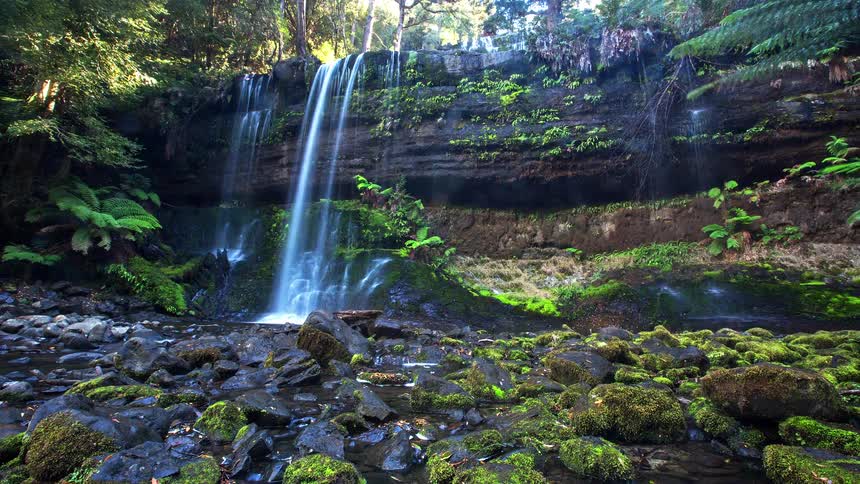 A forest with a waterfall flowing from a rock into a stream at midday