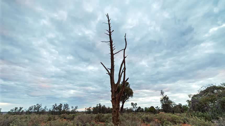 Clouds drift across a twilight sky behind a solitary dead tree in a dry scrubby landscape