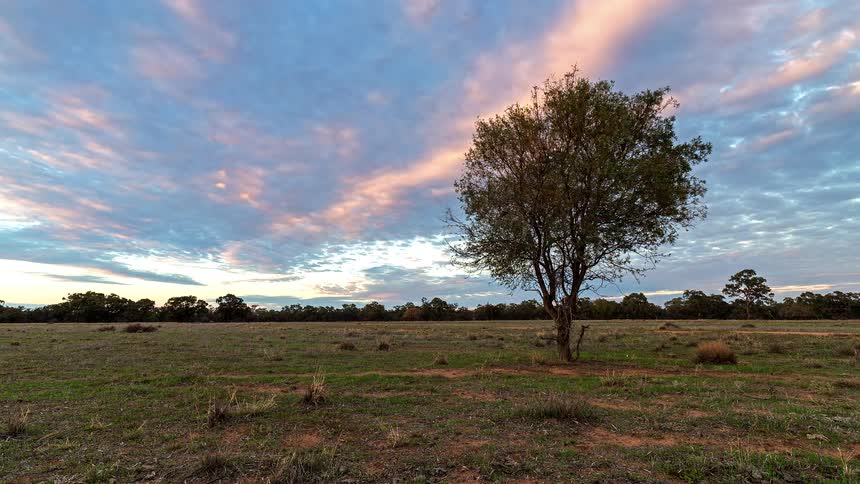 Isolated tree in an open field under a partially cloudy sky at dawn
