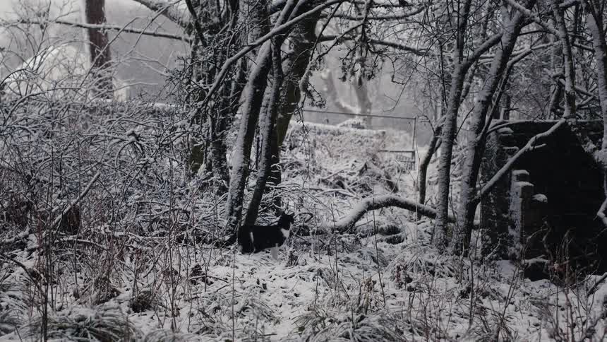 A black and white cat crouches among the snowy branches of a dense wooded area