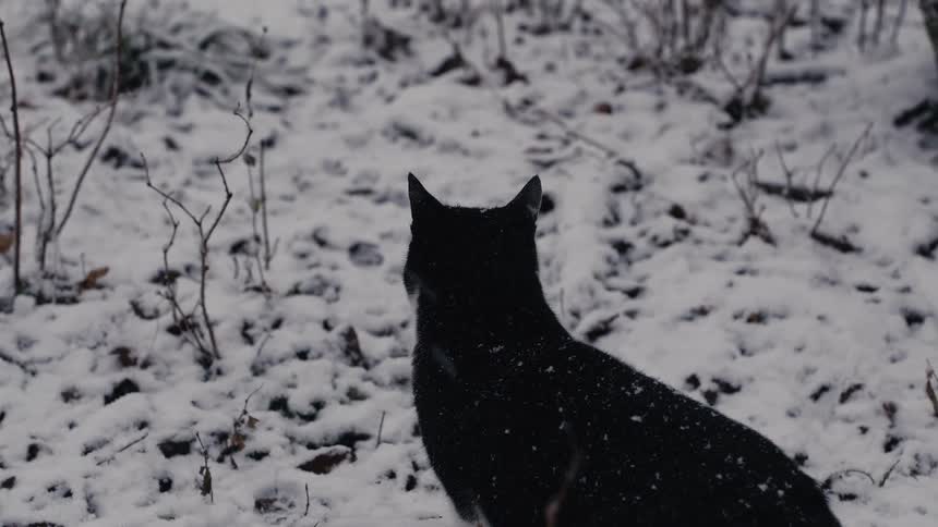 A cat stands still and looks at the snow