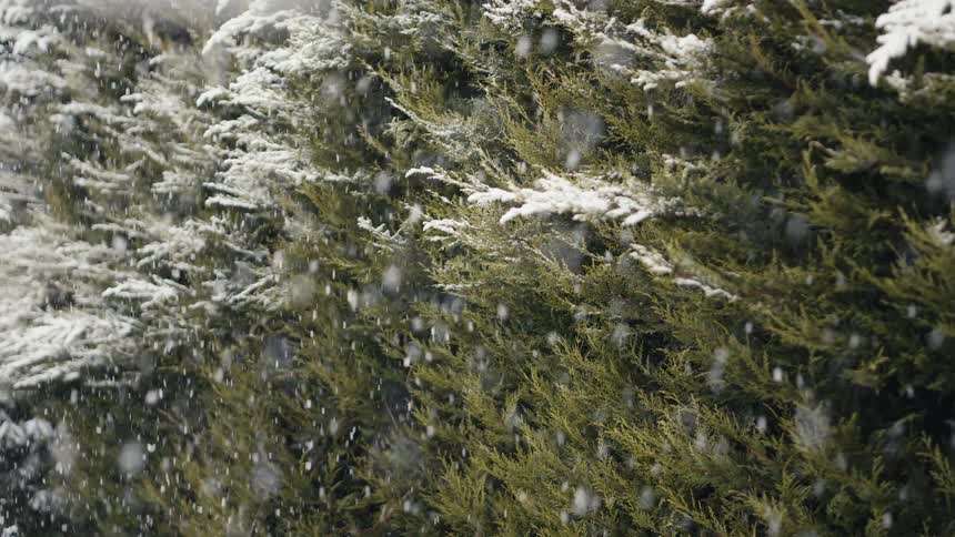 Snow is falling and accumulating on fir trees in a forest
