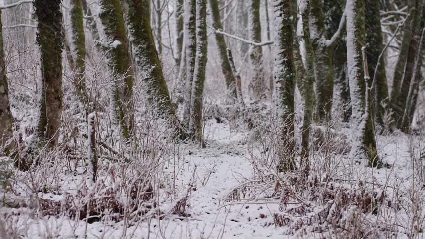 A forest filled with bare trees covered in fresh snow and green moss while a light snowfall blankets the woodland ground and tangled brush in a cold winter landscape