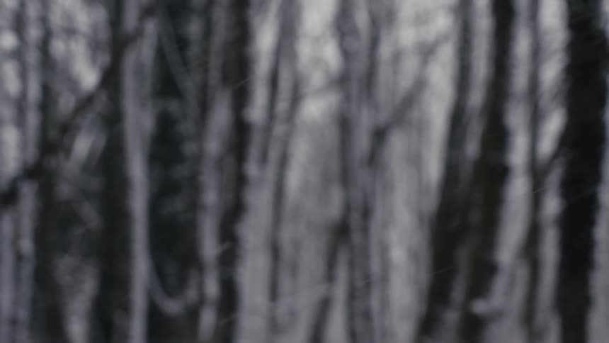 Snow is falling in a thick forest