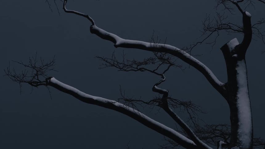 Bare tree branches covered in white snow stand out against a dark night sky