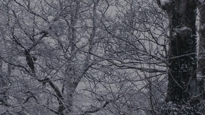 A view of snow falling in a forest