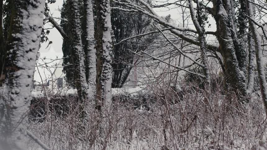 A thick layer of snow blankets a cluster of trees and tangled undergrowth in a quiet winter landscape