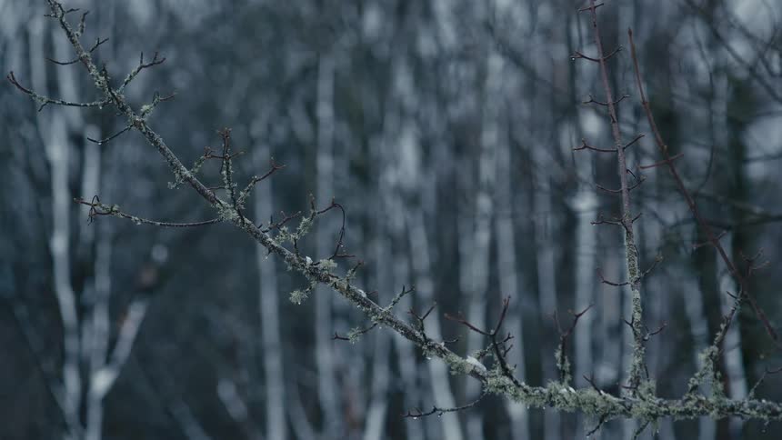 A close up shot focuses on a thin bare branch covered in light green lichen and small water droplets against a backdrop of blurred dark trees in a cold winter forest