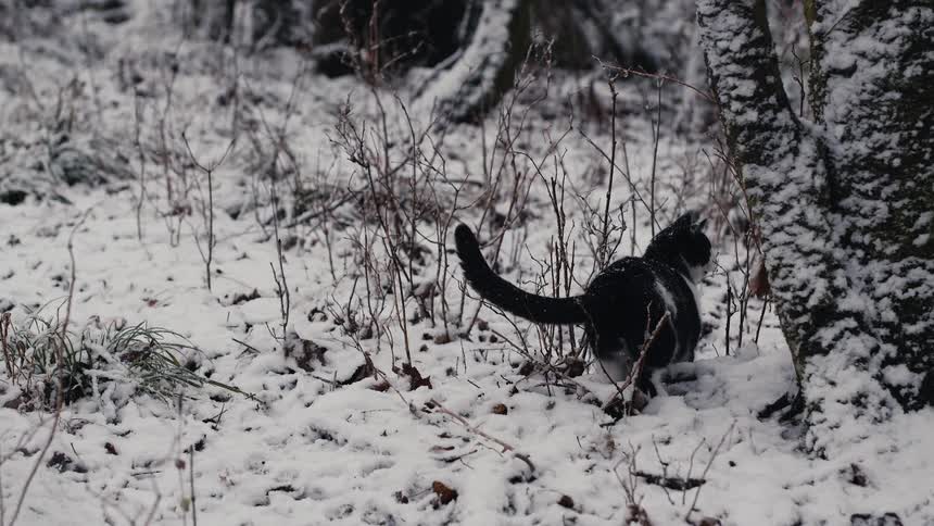 A cat is outside in the snow and looks around before walking away