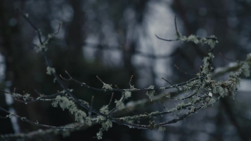Frost has formed on a barren tree limb with lichen