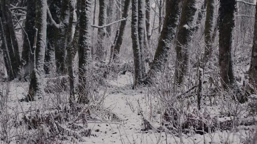 Snow is sticking to one side of the trees in a forest