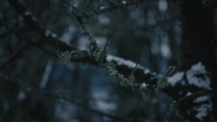 Lichen covered tree branches stand out in the dim light of a dark forest